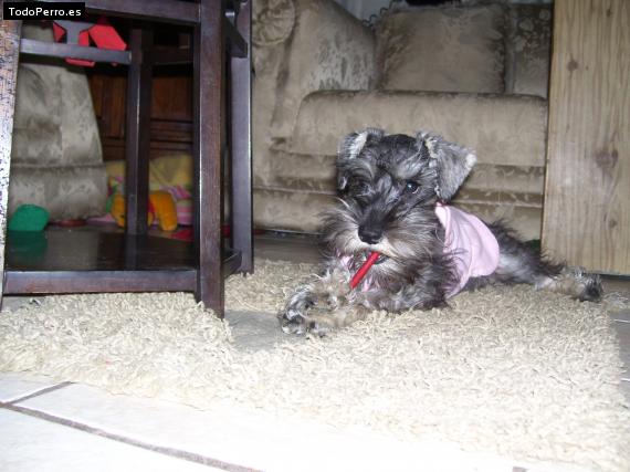 La foto del perro