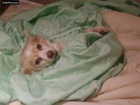 Foto del perro Cuca