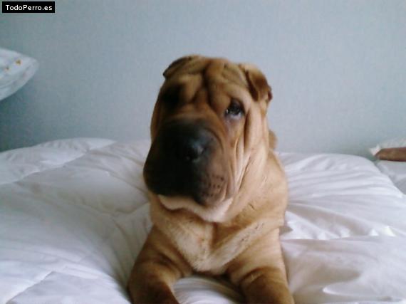 La foto del perro