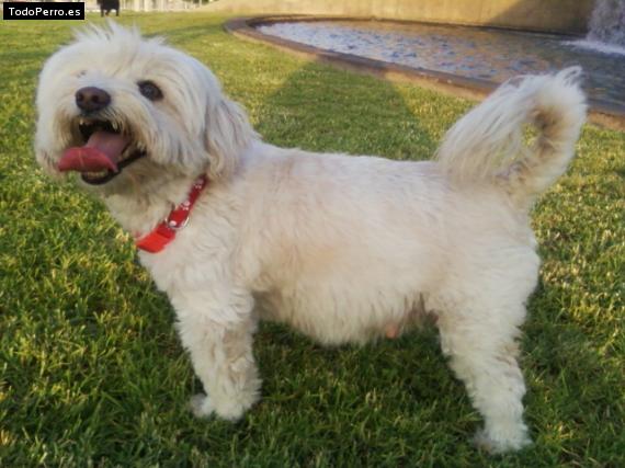 La foto del perro