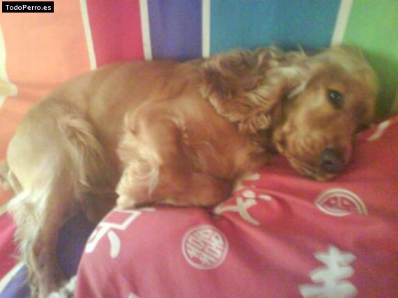La foto del perro