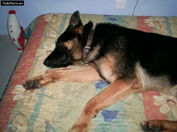 La foto del perro