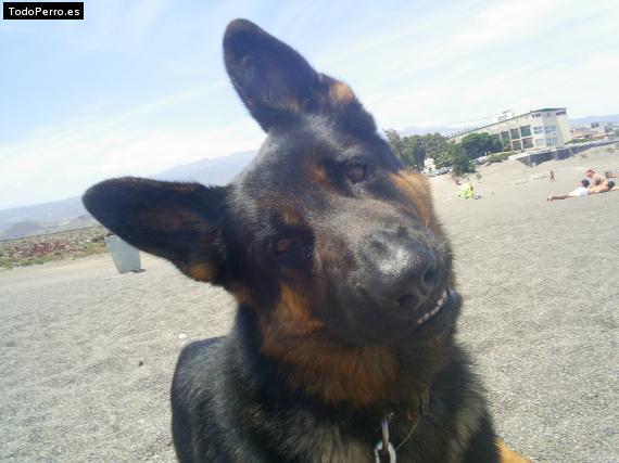 La foto del perro