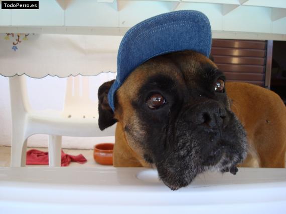 La foto del perro