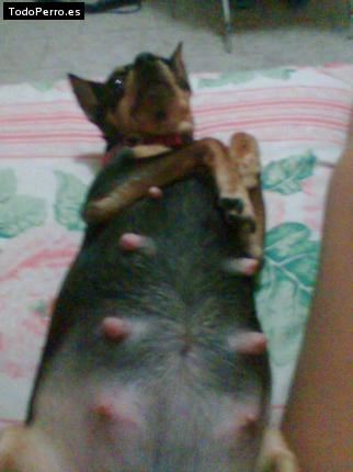 La foto del perro