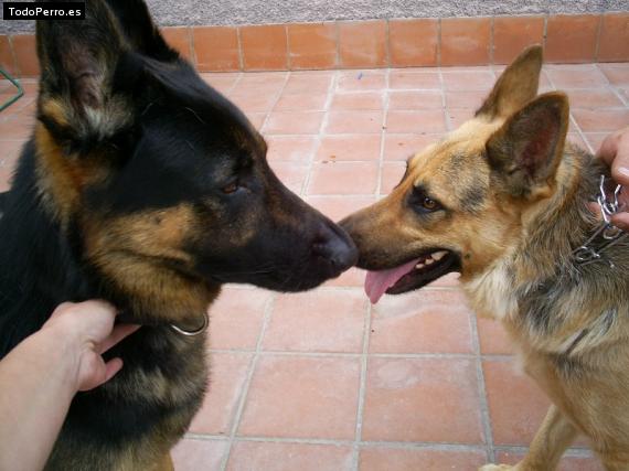 La foto del perro
