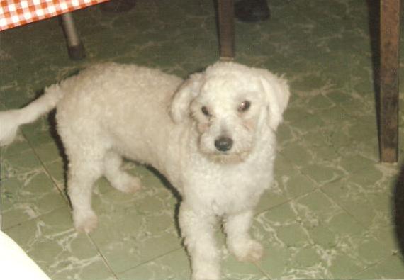 La foto del perro