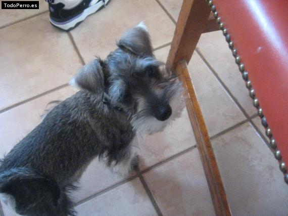 La foto del perro