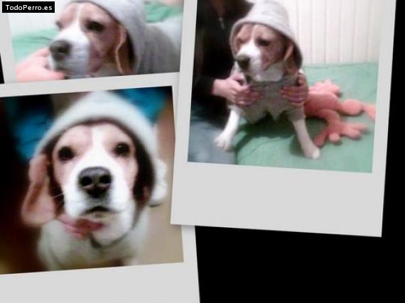 La foto del perro