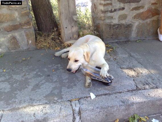 La foto del perro