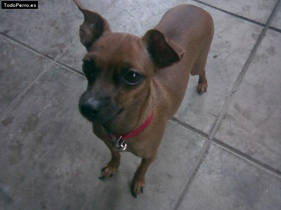 La foto del perro