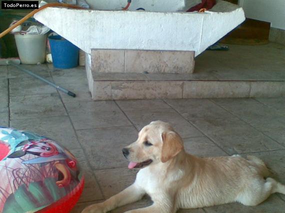 La foto del perro
