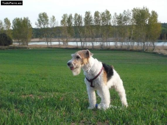 La foto del perro