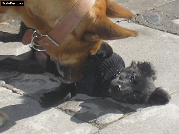 La foto del perro