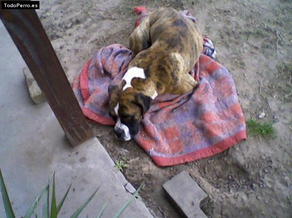 La foto del perro