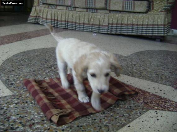 Foto del perro Scot