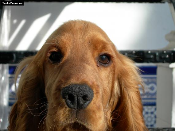 La foto del perro