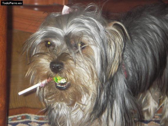 La foto del perro