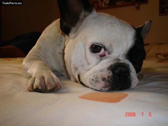 La foto del perro