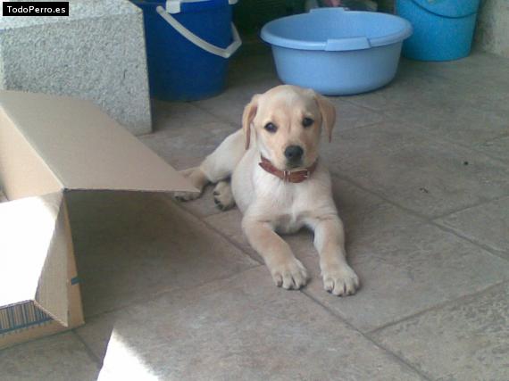 La foto del perro