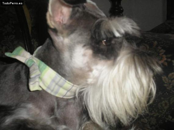 La foto del perro