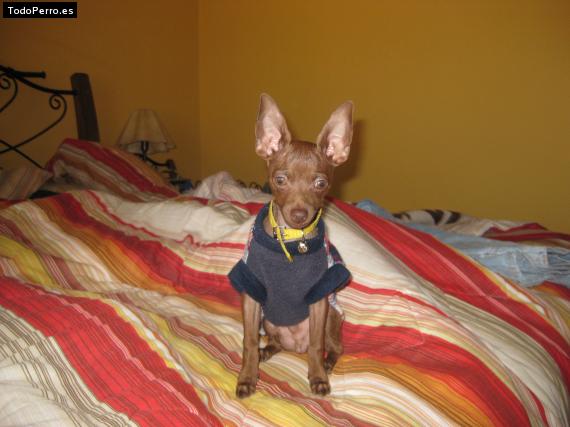 La foto del perro