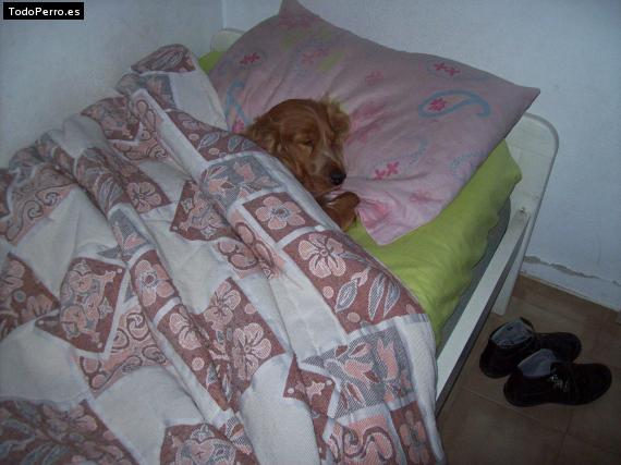 La foto del perro
