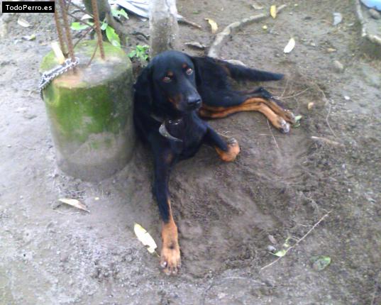 La foto del perro
