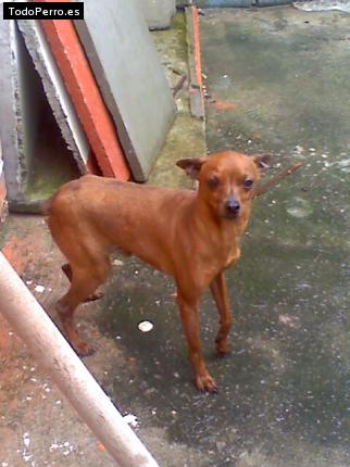Foto del perro Sam