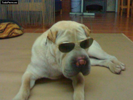 La foto del perro