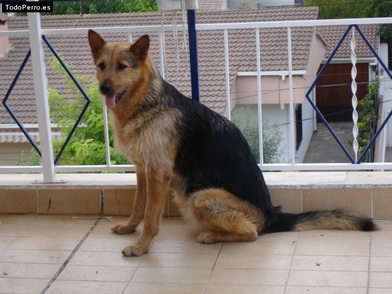 La foto del perro