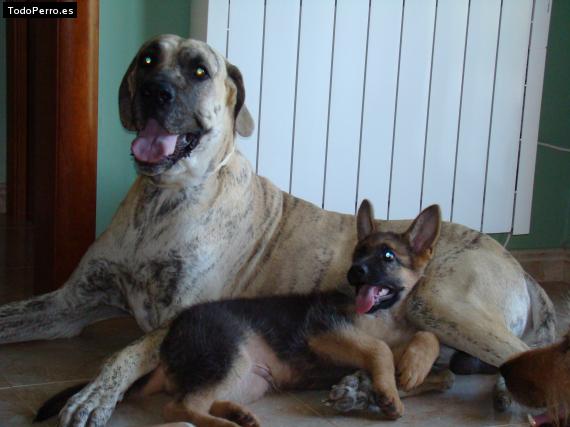 La foto del perro