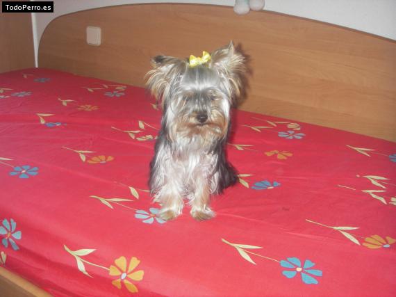 La foto del perro
