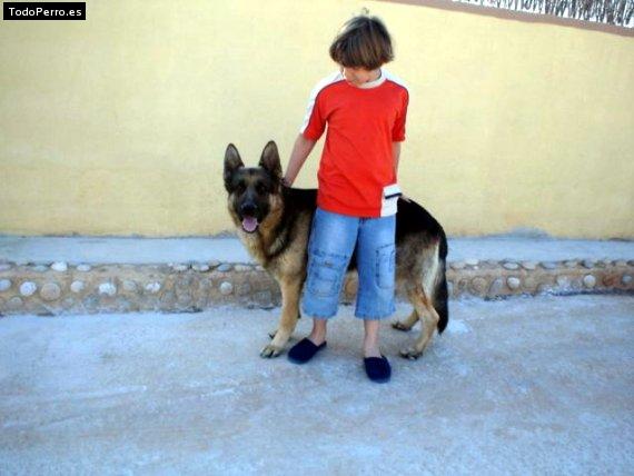 La foto del perro