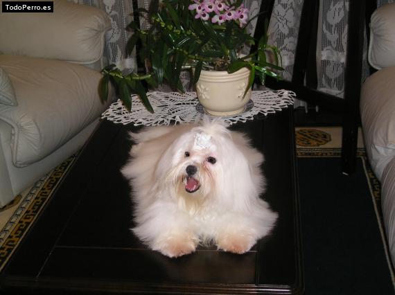 La foto del perro