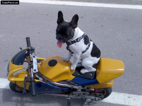 La foto del perro