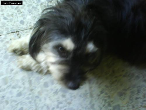 Foto del perro Vikiana