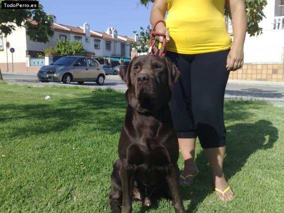 La foto del perro