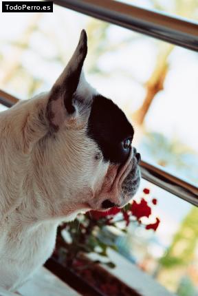 La foto del perro