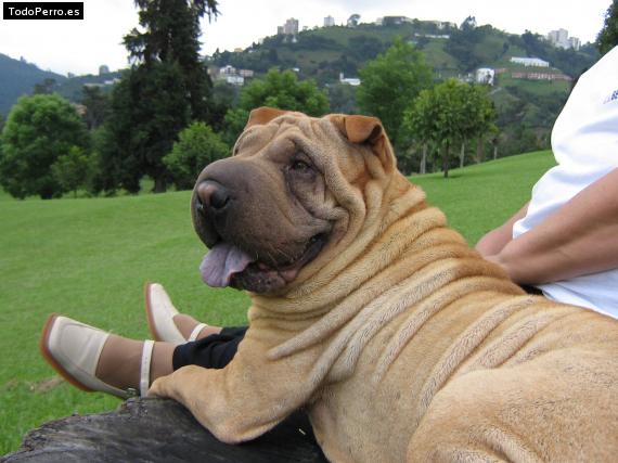 La foto del perro