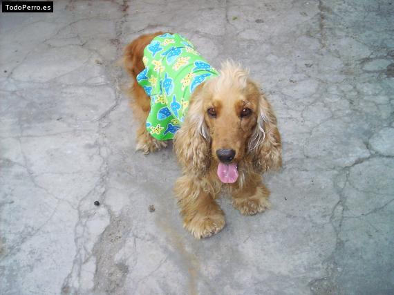 La foto del perro