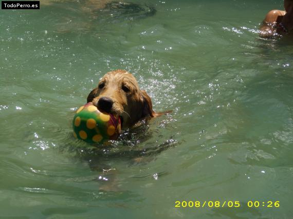 La foto del perro