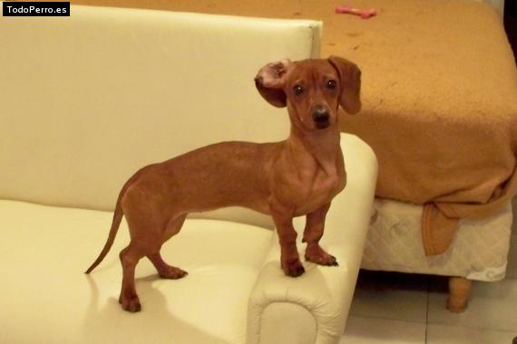 La foto del perro