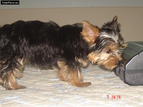 La foto del perro