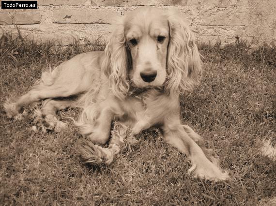 La foto del perro