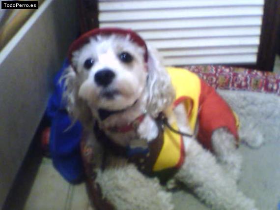 La foto del perro