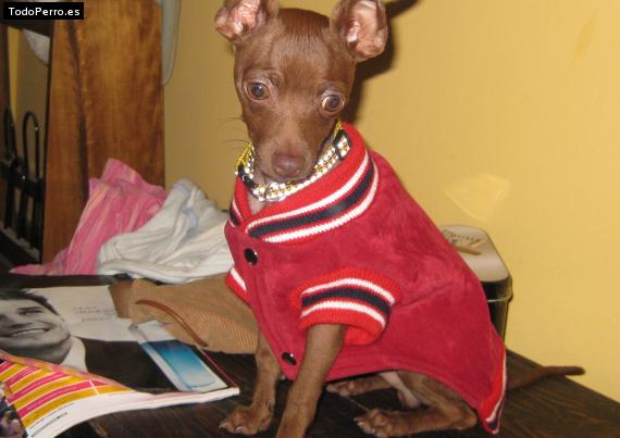 La foto del perro