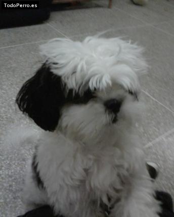 La foto del perro