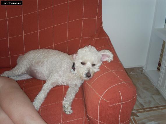 La foto del perro