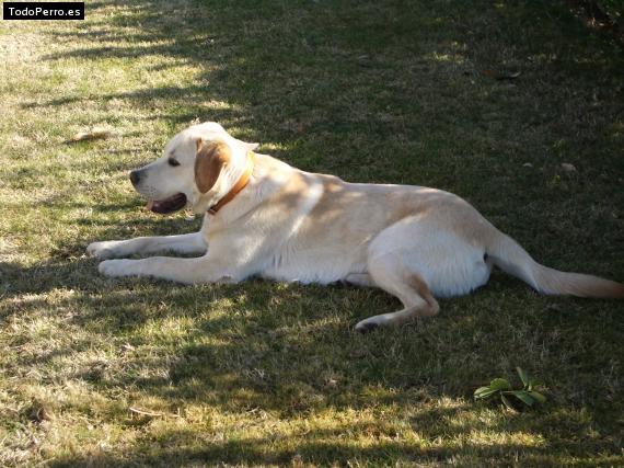 La foto del perro